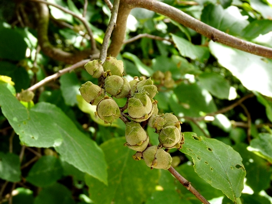 {Hamamelis virginiana}